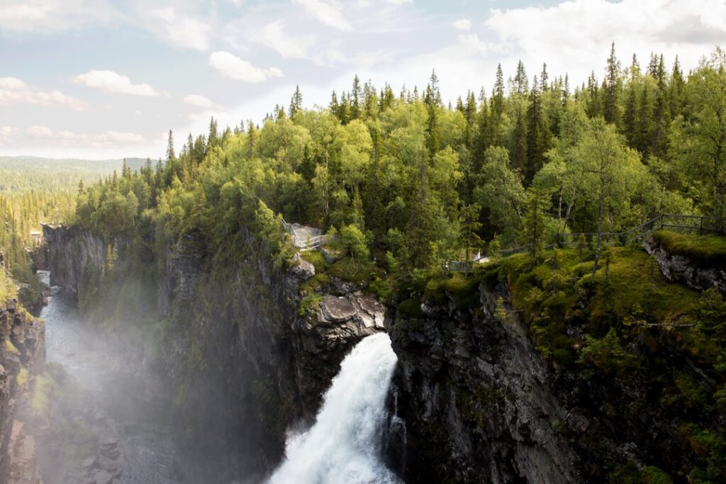 Photo Sustainable forest