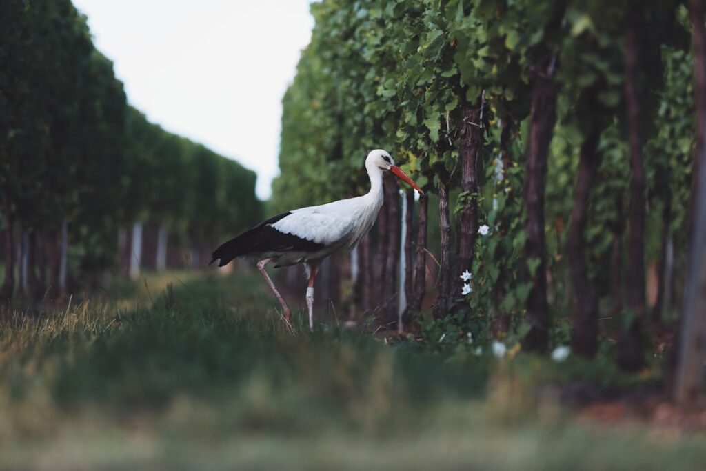 Photo Vineyard landscape