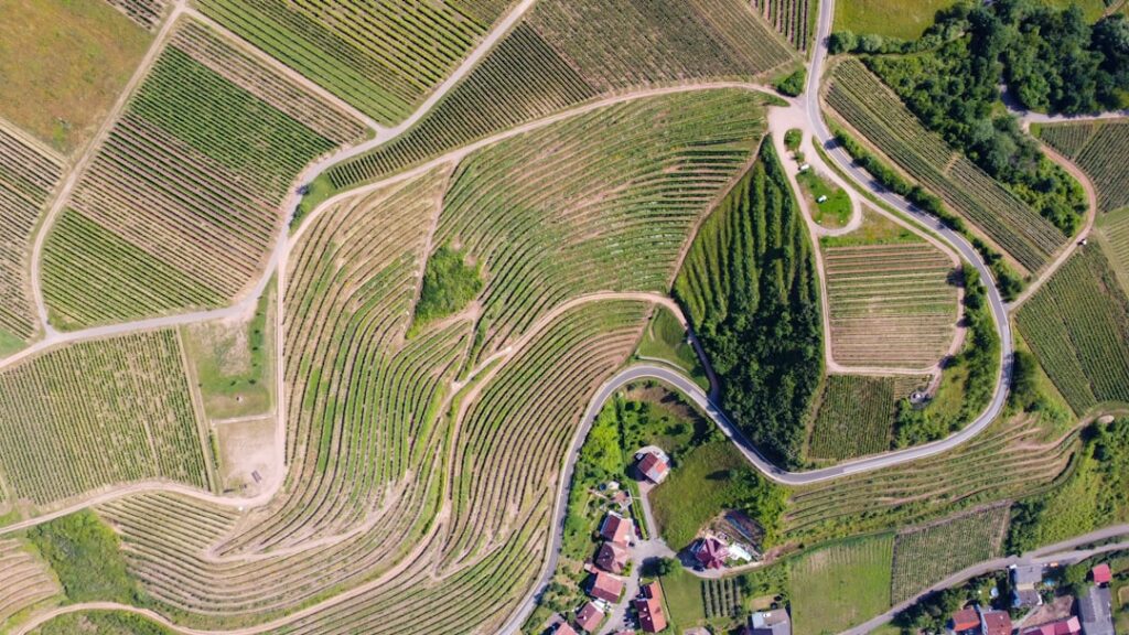 Photo Vineyard landscape