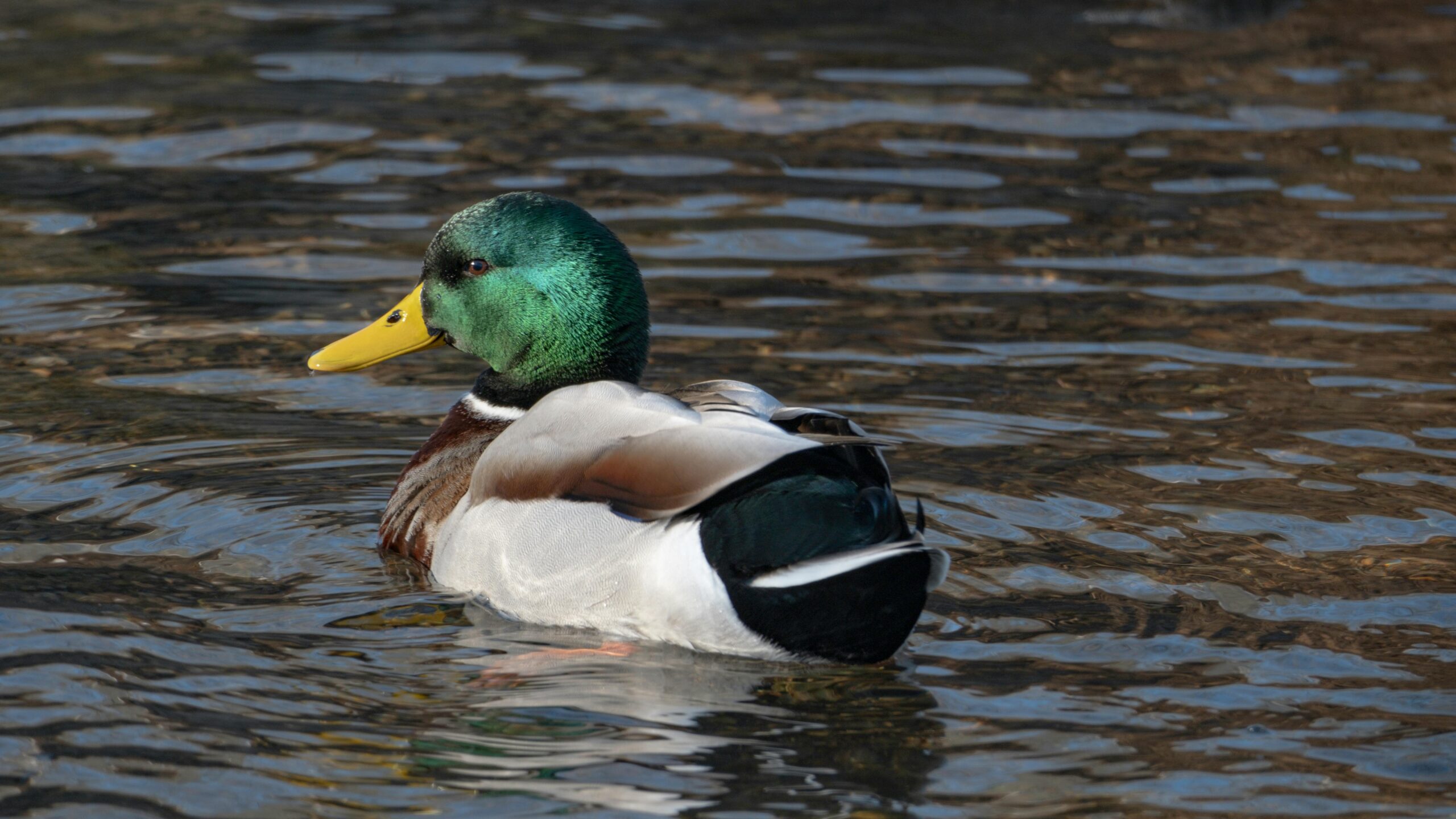 Eine lebhafte Stockente gleitet anmutig durch das klare Wasser und zeigt ihr atemberaubendes Gefieder.