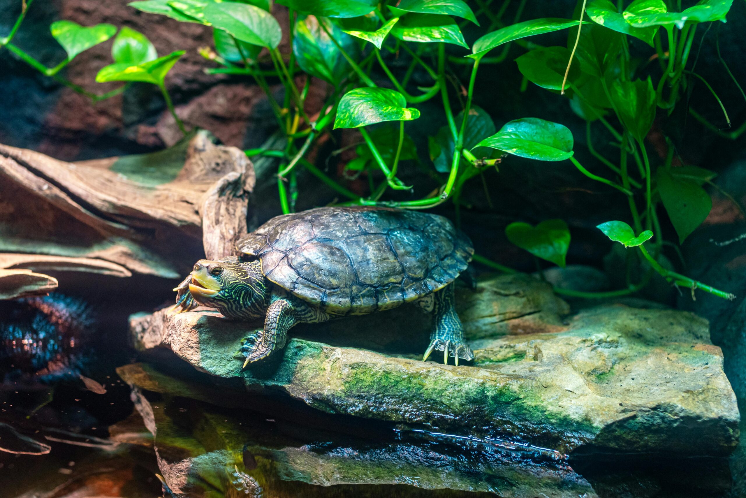 Eine Süßwasserschildkröte sonnt sich im Lebensraum des Georgia Aquariums, umgeben von üppigem Grün.